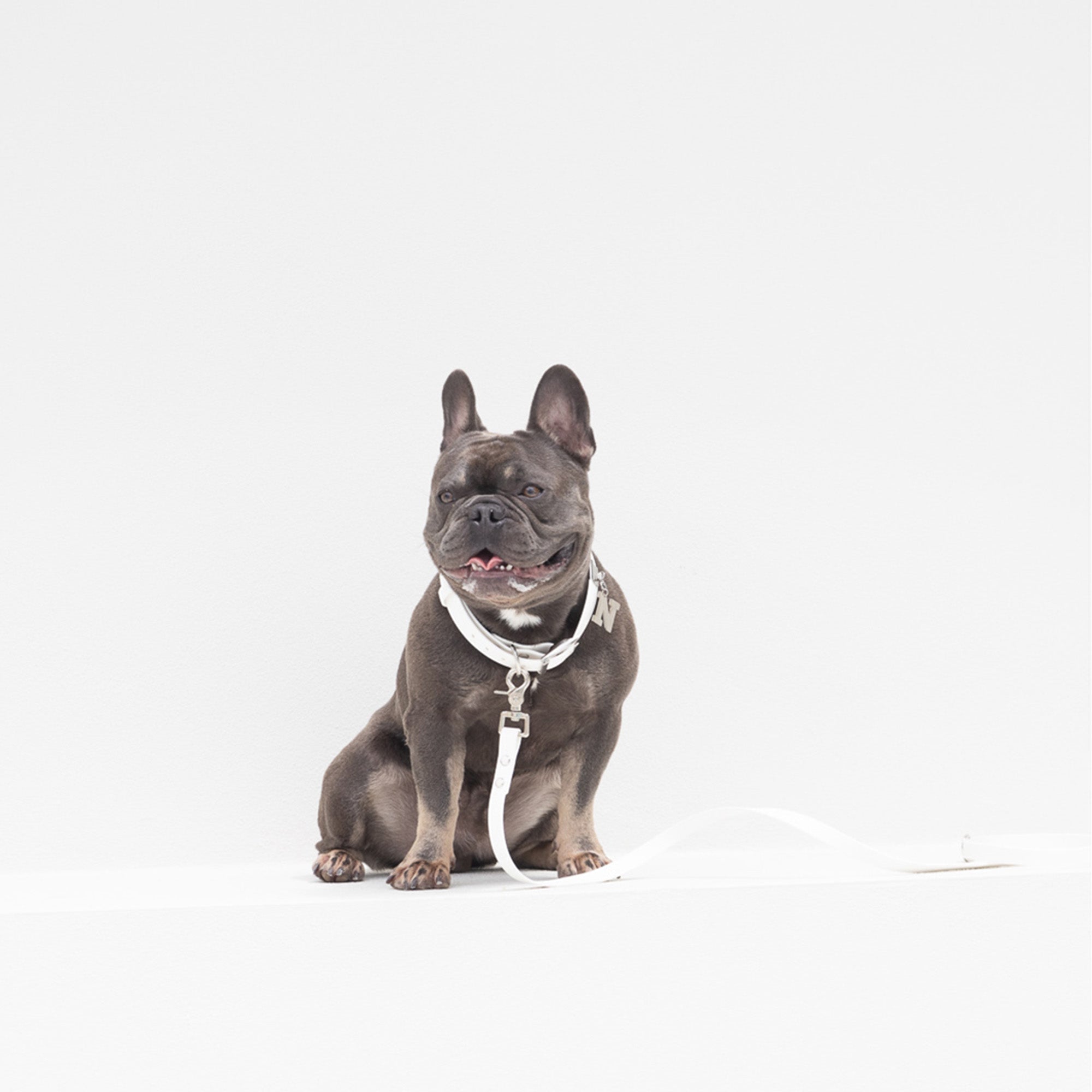 Waterproof Dog Collar in White