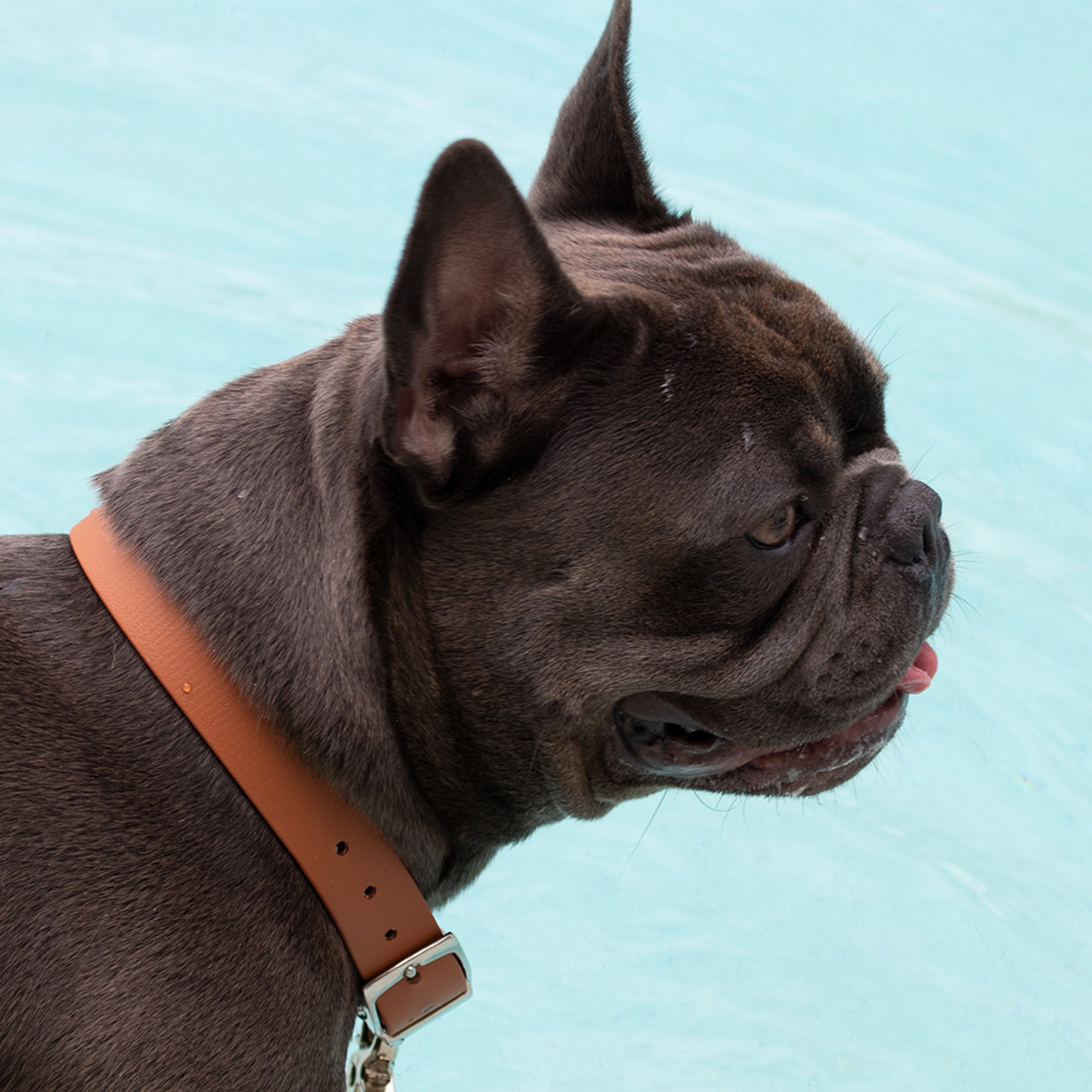 Waterproof Dog Collar in Tan