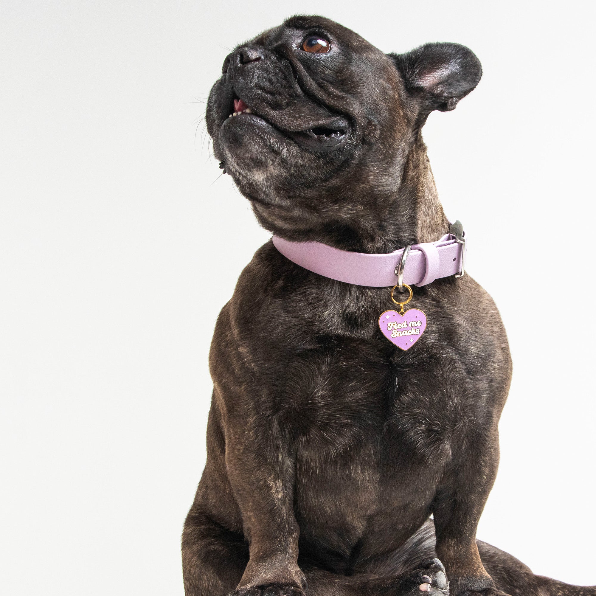 Waterproof Dog Collar in Lavender