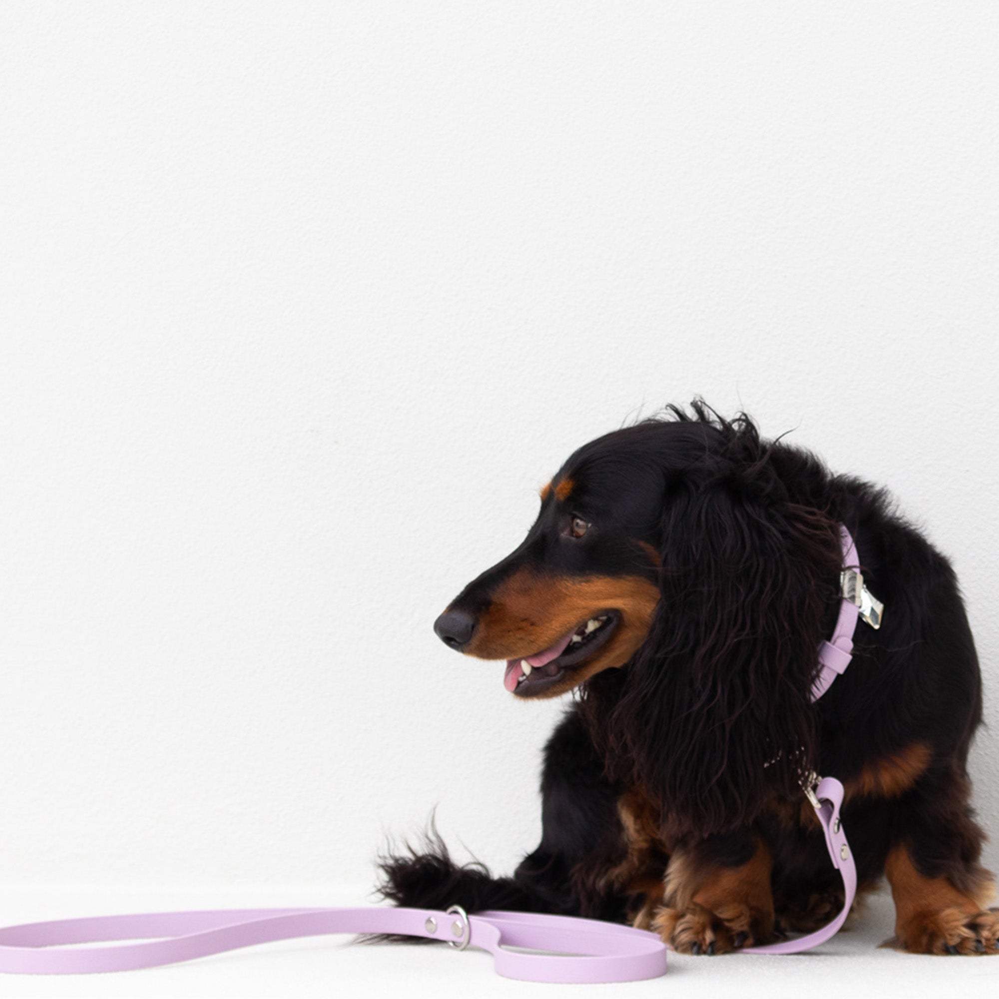Waterproof Dog Collar in Lavender