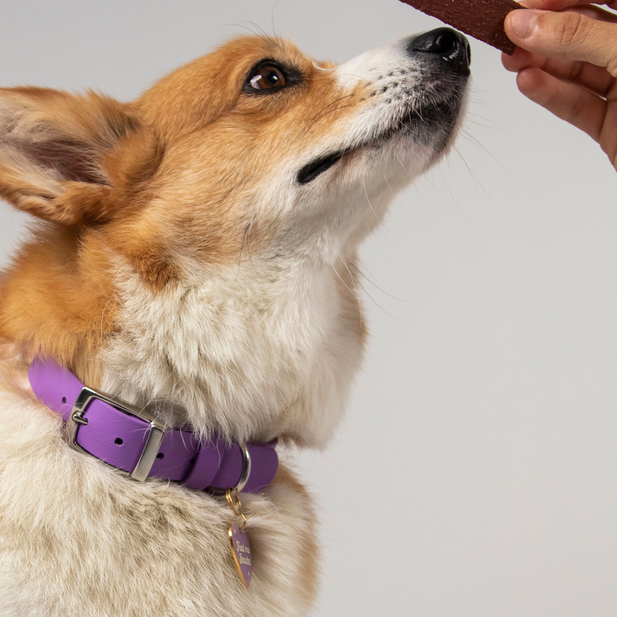 Waterproof Dog Collar in Purple