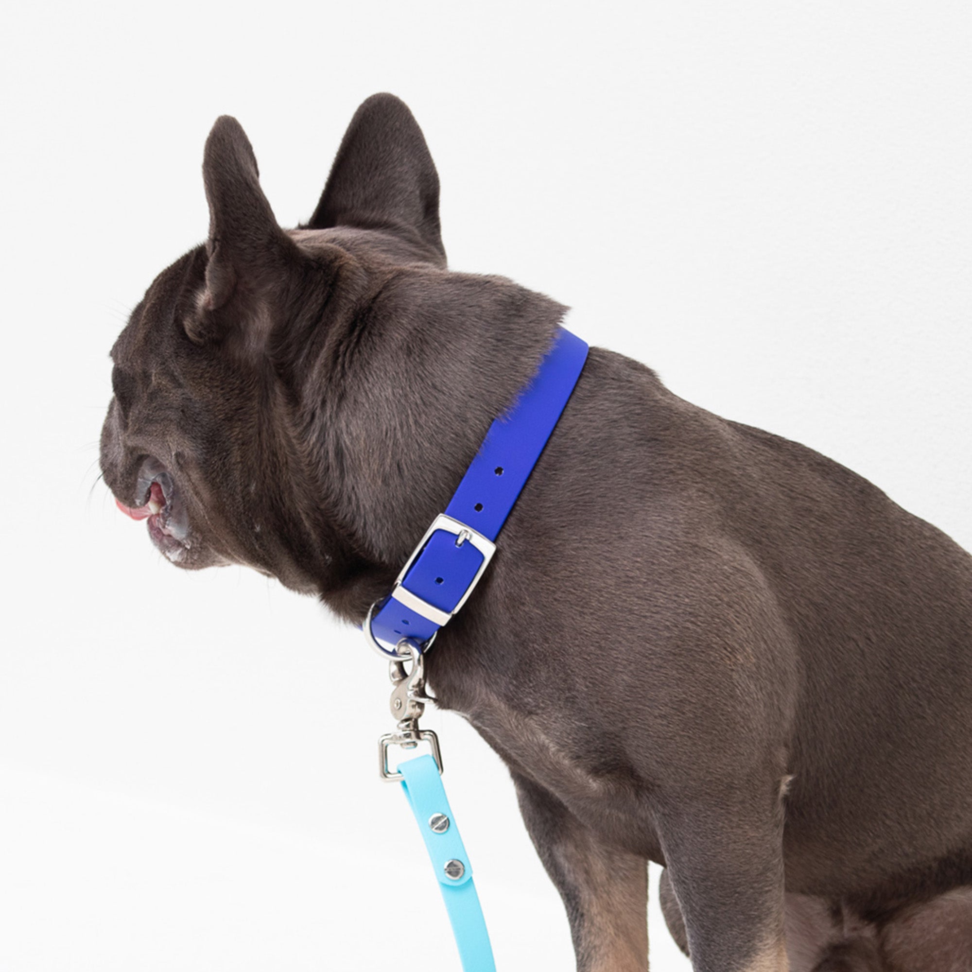 Waterproof Dog Collar in Blue
