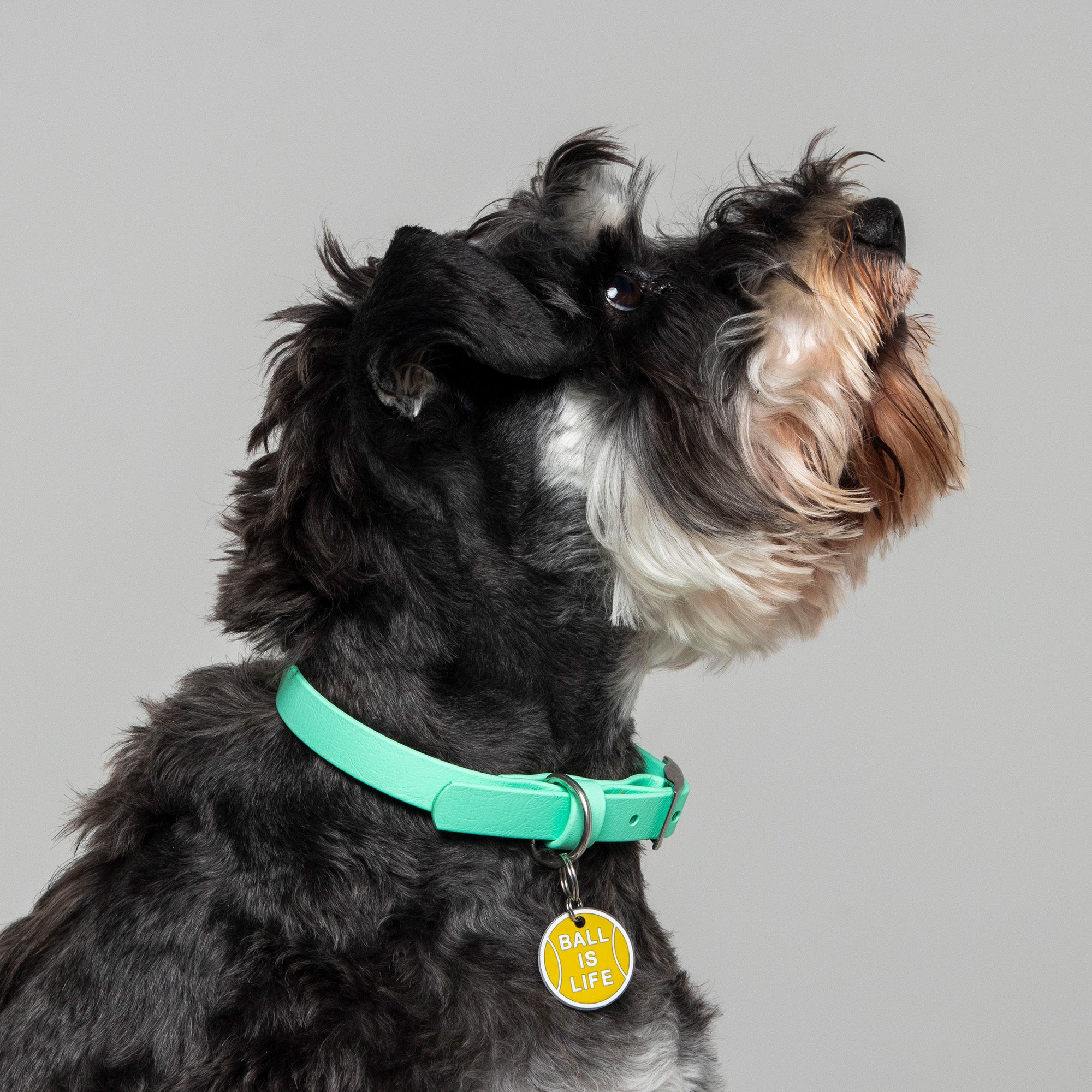 Dog Collar in Mint Green