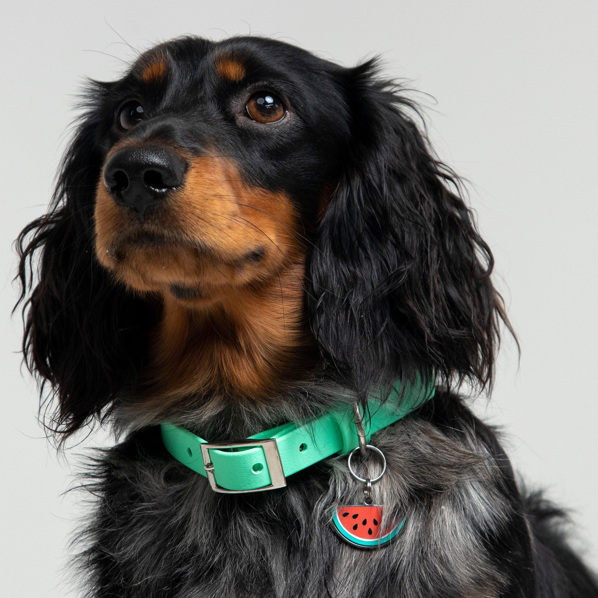 Dog Collar in Mint Green