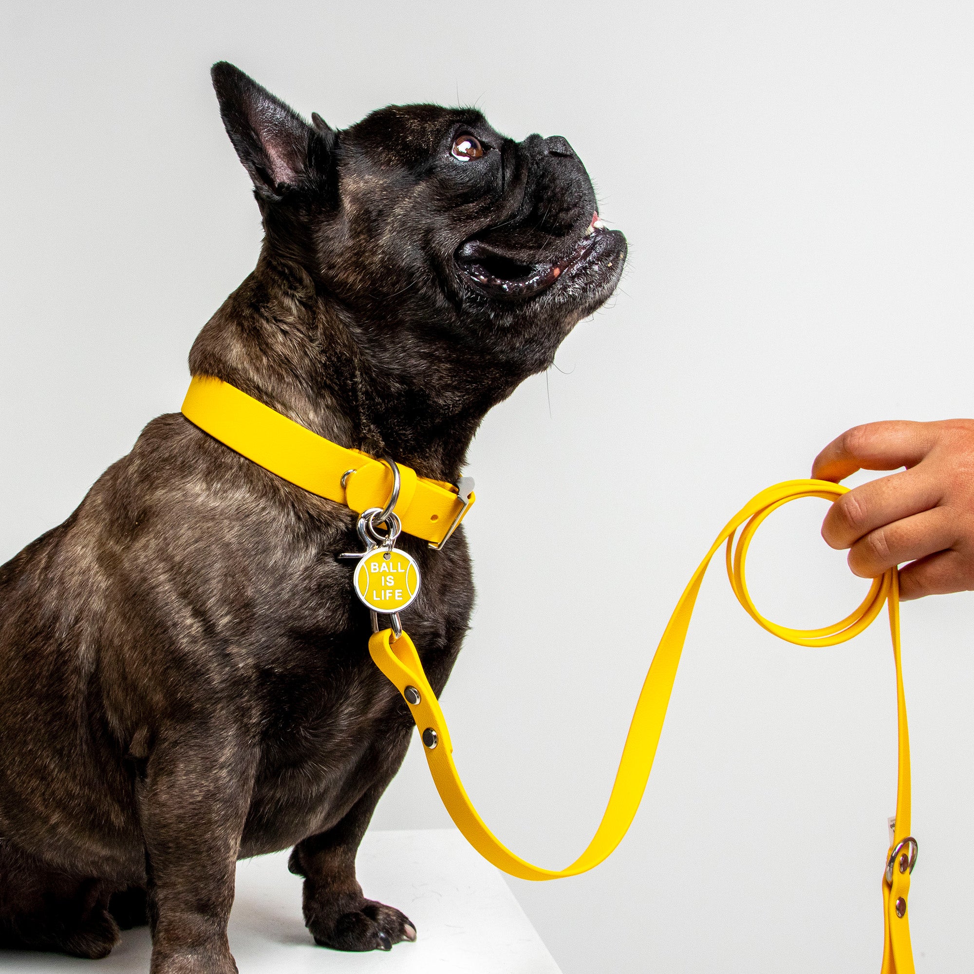 Waterproof Dog Collar in Yellow