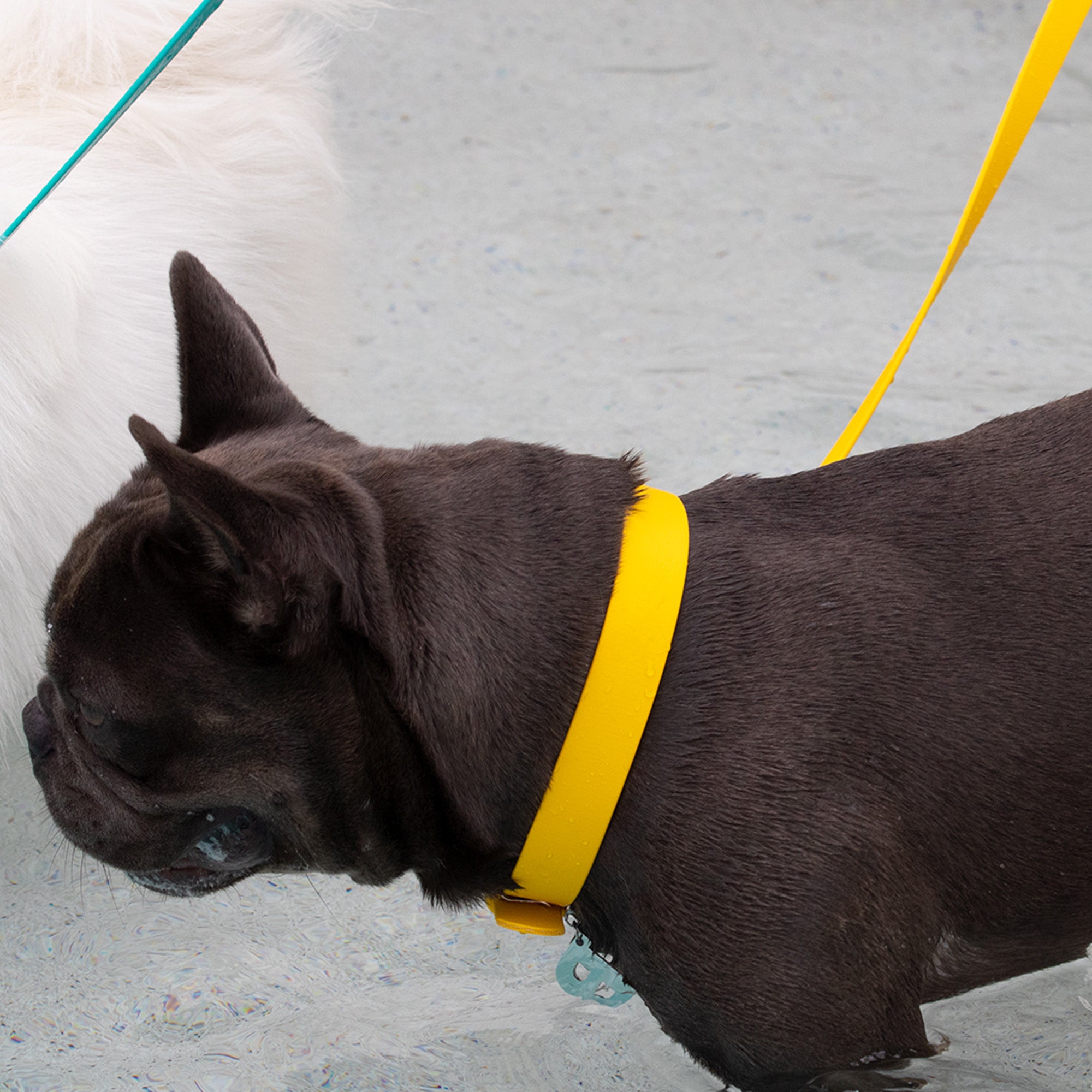 Waterproof Dog Lead in Yellow