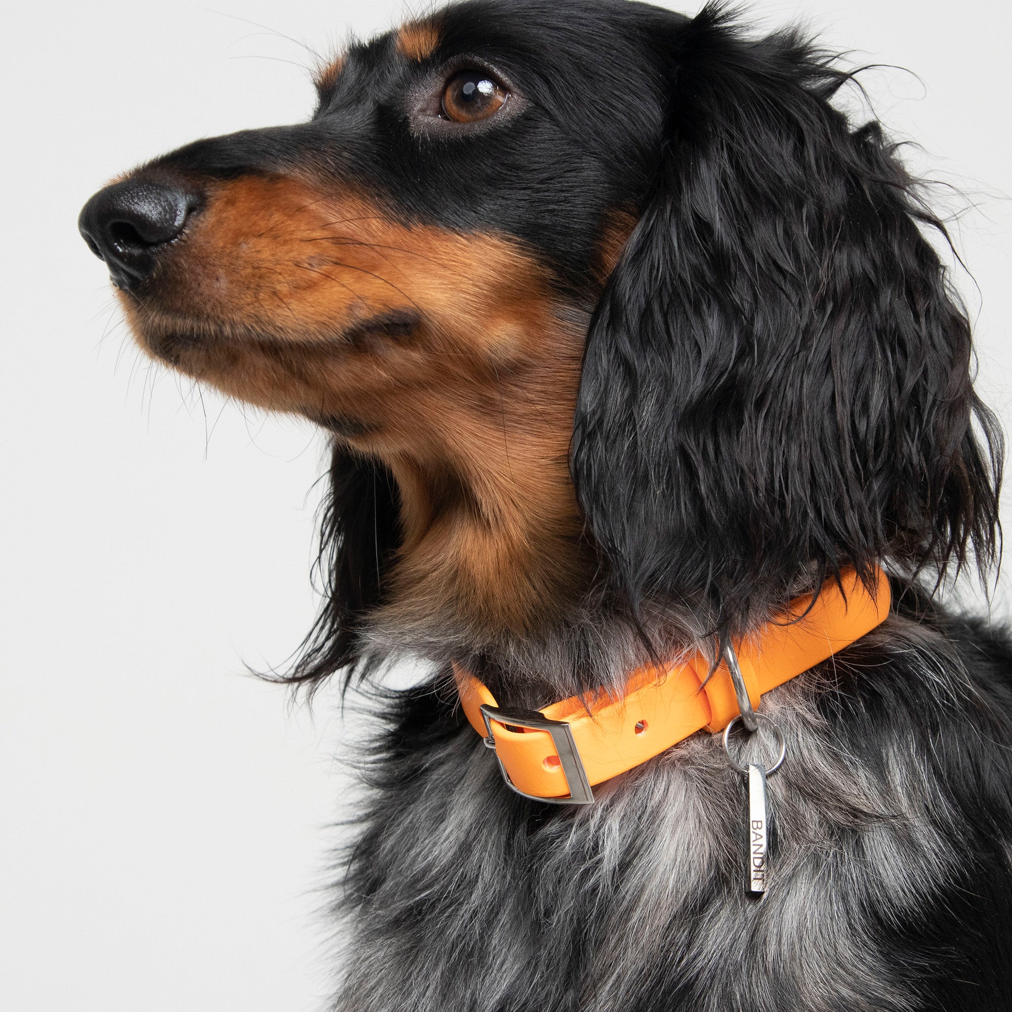 Waterproof Dog Collar in Orange