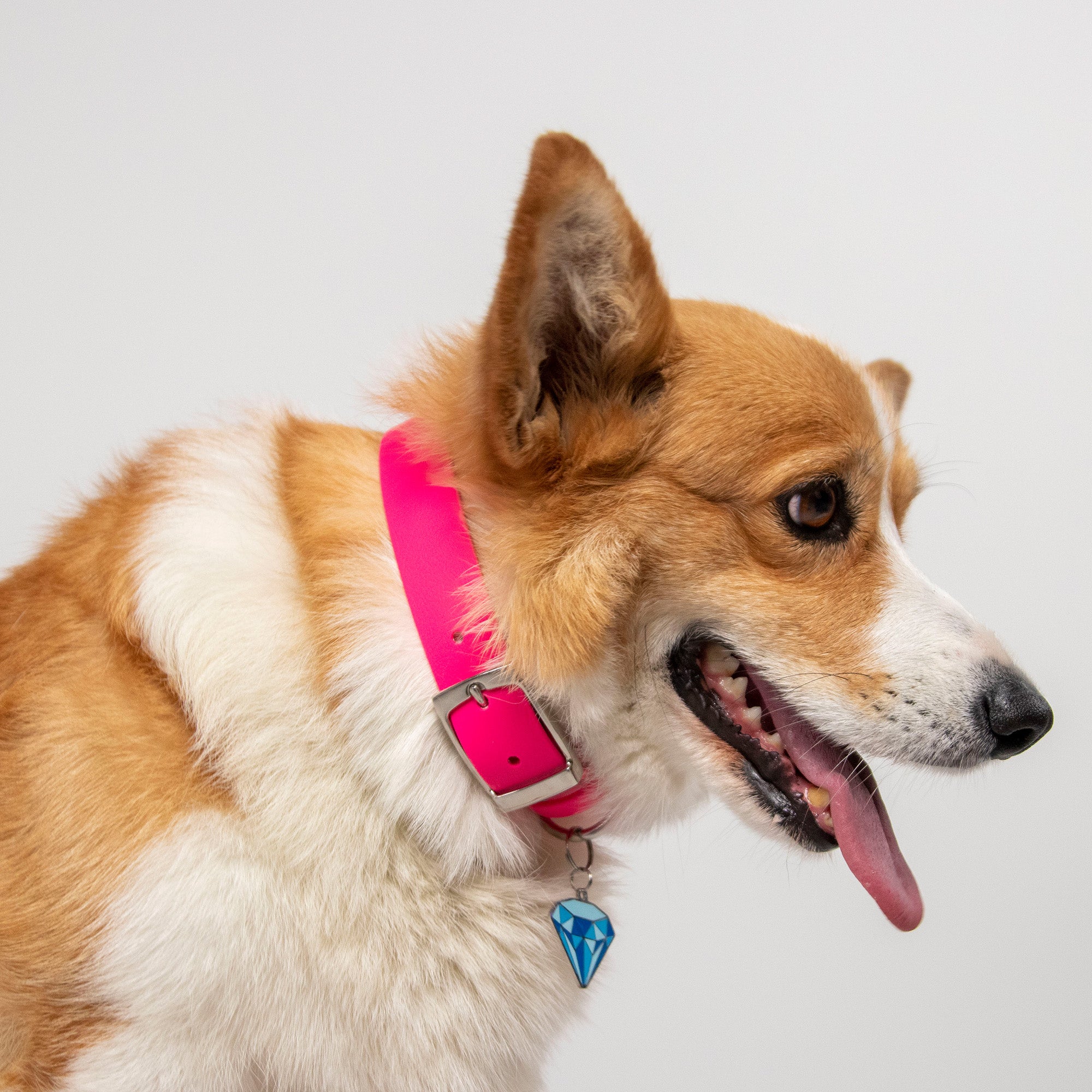 Waterproof Dog Collar in Pink