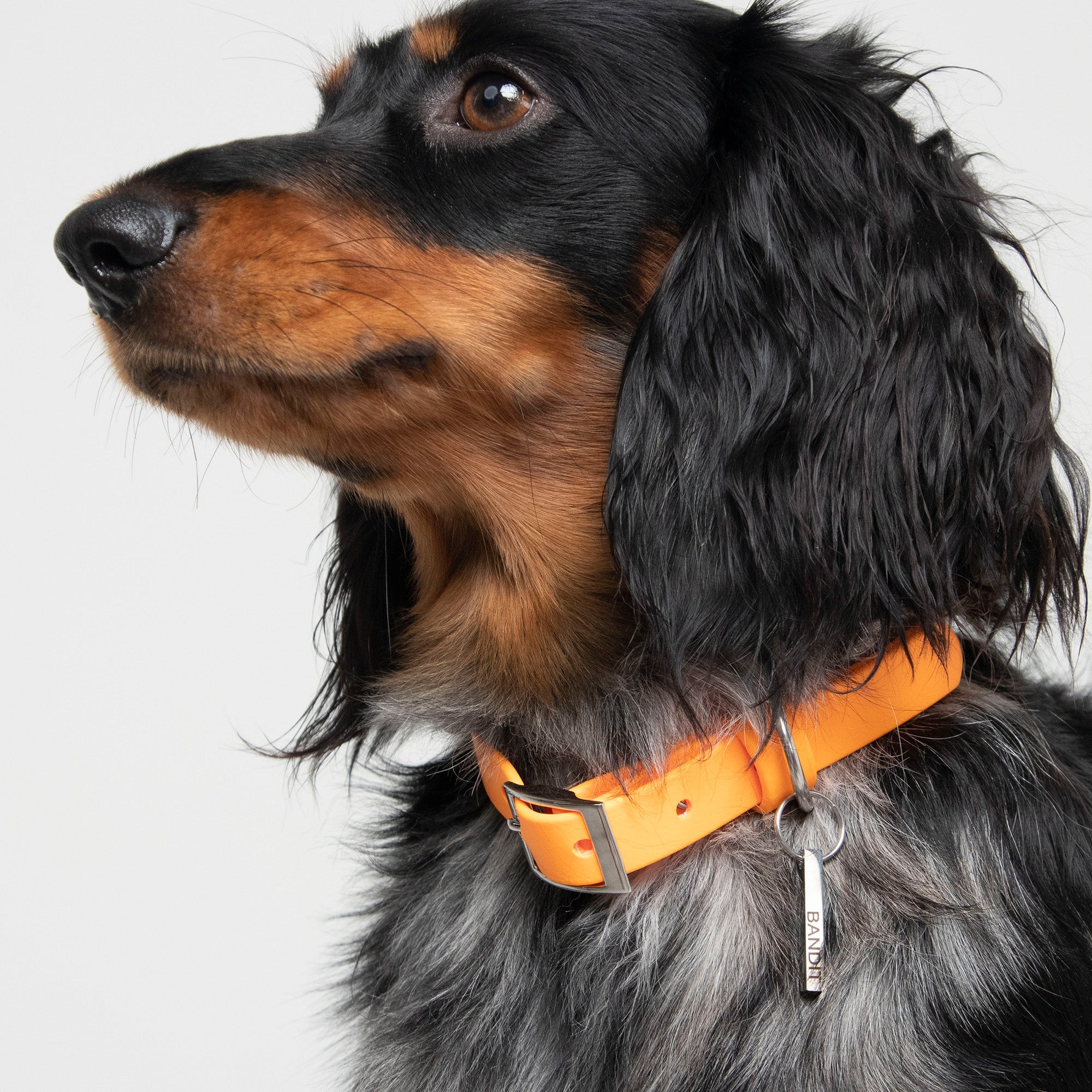 Personalised Pet Tag in Silver