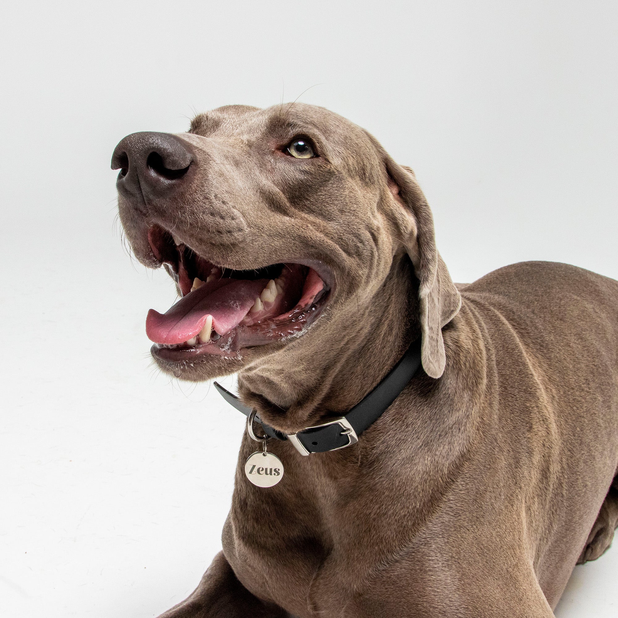 Large Round Personalised Pet Tag in Silver