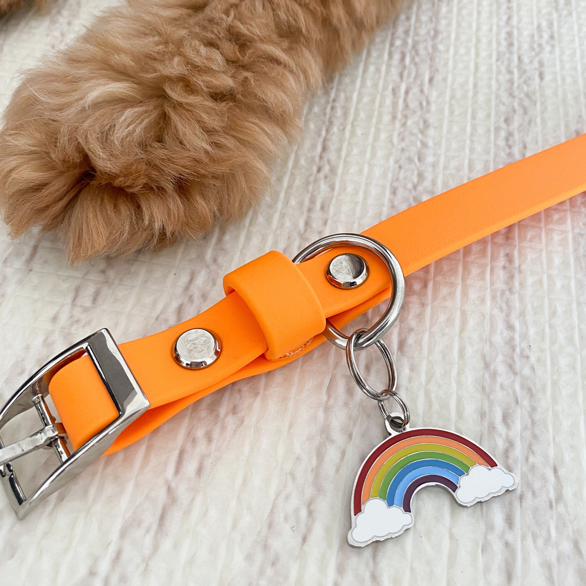 Rainbow Pet Tag