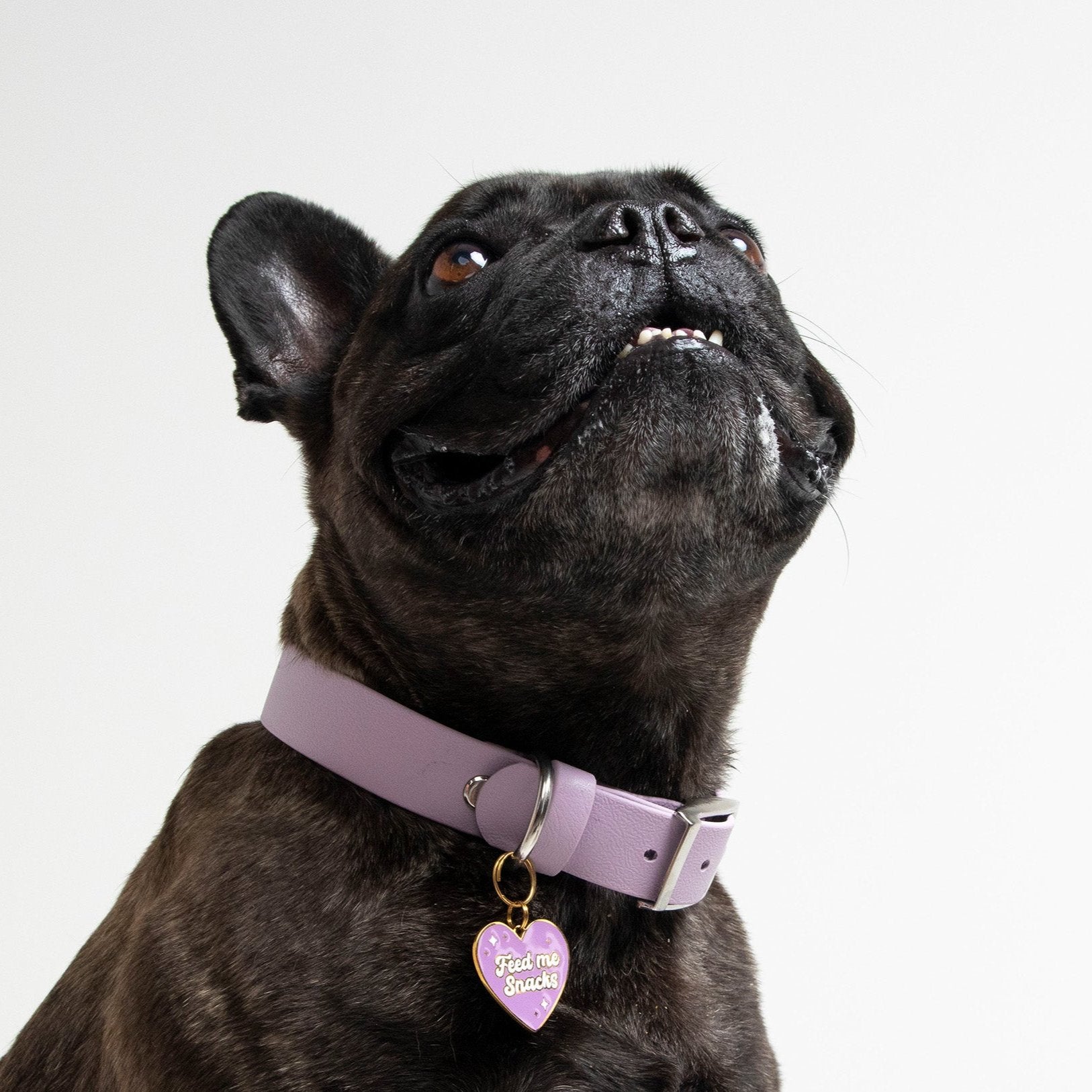 Feed Me Snacks Pet Tag